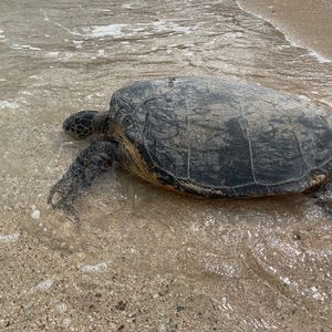 Meet your Posher, Daisy